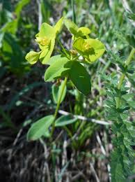 Image result for Euphorbia schimperiana