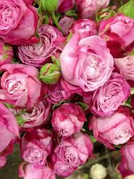 Pin By Alkifah Queency On Rob Van Helden Flowers Events Pretty Flowers Flower Names Flowers