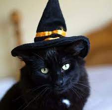 briskwinds active halloween autumn blog halloweentown hellouin kot chernaya koshka ya lyublyu koshek