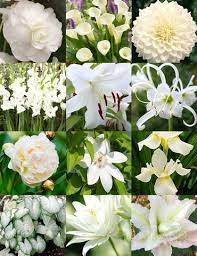 Moonlight Gardens Are A Healing And Relaxing Addition To Your Landscape The Plants In A Moonlight Garden A Night Blooming Flowers Flower Landscape Moon Garden