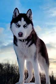 Discover Siberian Husky Pups Personality Siberianhuskycuccioli Huskeytour Siberianhuskynames Beautiful Dogs Dogs Siberian Husky