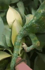 Maybe you would like to learn more about one of these? Chameleon Gifs Tenor