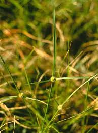 Image result for Kyllinga