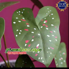 Leaves are elongated and slightly ruffled. Jual Caladium Florida Terbaik Harga Murah July 2021 Cicil 0