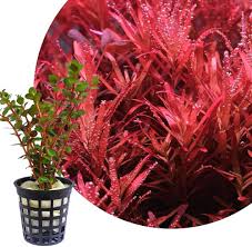 Image result for Rotala