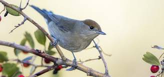 Sound Of Birds Chirping In The Morning Mp3 Free Download Blackcap Song Free Sound Effects Animal Sounds