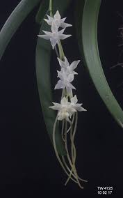 Image result for Rangaeris muscicola