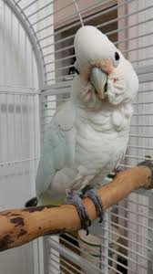 Snowball Goffin S Cockatoo Needs A Forever Home Please Go To Lazibirds Org And Fill Out An Adoption Application Loc Parrots Art Colorful Parrots Cockatoo