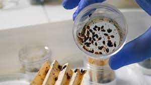 How Long Can Bed Bugs Live Without A Meal