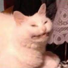 polyy ddipo08 smiling cat cat memes cats