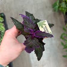 Image result for Gynura