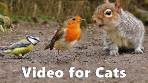 Birds For Cats To Watch Video For Cats To Watch Squirrels And Birds Extravaganza This Hour Long Video From Cornwall England Will Capture And Cat Gif Cat Entertainment Pretty Cats