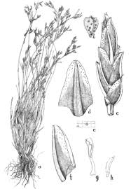 Image result for Fimbristylis scabrida