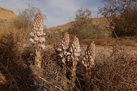 Image result for Cistanche tinctoria