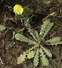 Image result for Launaea