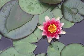 Japanese garden plants japanese gardens rely on subtle differences in colour and texture. 9 Traditional Japanese Plants For Your Garden