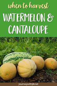 Cantaloupe is one of the staples of summer, a sweet treat that hits grocery stores and produce stands across the country when the temperatures start to the reason that we can get cantaloupe so early in the season is that the plants take only about three months to mature when properly planted and cared. How To Tell When Melons Are Ripe And Ready To Pick The Beginner S Garden When To Pick Watermelon Gardening For Beginners Organic Gardening Tips