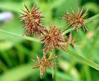 Image result for Cyperus cuspidatus