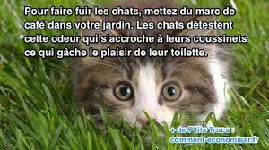 Le Repulsif Naturel Qui Marche Pour Faire Fuir Les Chats Du Jardin En 2020 Eloigner Les Chats Comment Eloigner Les Chats Repulsif Chat Naturel