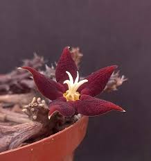 Image result for Piaranthus atrosanguineus