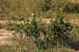 Image result for Cienfuegosia hildebrandtii