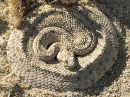 Colorado Desert Sidewinder Crotalus Cerastes Laterorepens Yuha Desert California Cocoi M Cobras