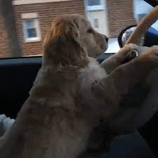Golden retriever dog forums since 2005 a forum community dedicated to golden retriever owners and enthusiasts. Golden Retriever Puppy Gifs Get The Best Gif On Giphy