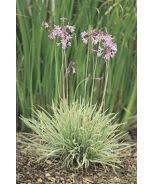 Tri Color Society Garlic Tulbaghia Violacea Tricolor Monrovia Tri Color Society Garlic Tulbaghia Violacea Society Garlic Bulbous Plants Boarder Plants