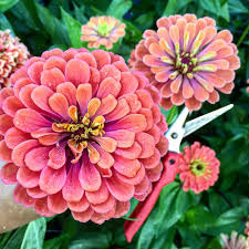 Named after an eighteenth german botanist called johann gottfried zinn, it appears in roald dahl's matilda as the young protagonist's mother. My Top 6 Favorite Summer Flowers Flourish Flower Farm