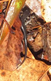 Image result for Pycnostachys orthodonta