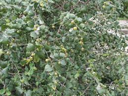فوائد السدر للشعر الخفيف plants
