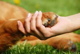 Their healthcare team is dedicated to providing personal care to each pet and owner's individual. Holistic Veterinary Care Near Me Off 50 Www Usushimd Com