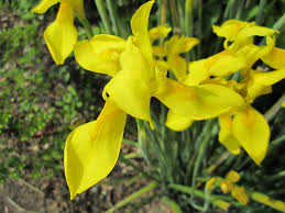 Image result for Moraea spathulata