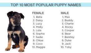 Bella Bentley Molly And Max Again Top Puppy Names Of 2012