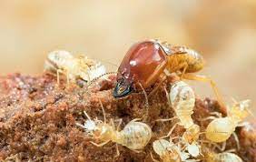 How To Get Termites Out Of Your House | Native Pest Management