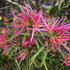 Rhododendron Stenopetalum Linearifolium Aka Spider Azalea Crazy Cool Spiderazalea Azaleas Creative Gardening Shade Garden