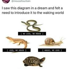 House Legs Dream Snake Turtle Lizard Snail Really Funny Humor Funny Cute