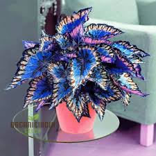 Image result for Coleus