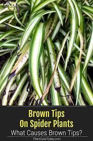 Why Are The Leaves On My Spider Plant Turning Brown In 2021 Plants Spider Plants Plant Leaves Turning Brown