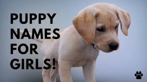 You won't regret choosing a name as unusual and special as your here are 45 great names for tough female dogs. Puppy Names For Girls 51 Cute Top Ideas Names Youtube