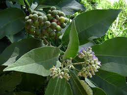 Image result for Solanum mauritianum