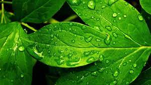 Orange wallpaper red wallpaper light green wallpaper purple wallpaper pink wallpaper lg logo yellow wallpaper grey wallpaper orange pattern green wallpapers. Green Nature Green Nature Wallpaper Green Leaf Wallpaper Leaf Wallpaper