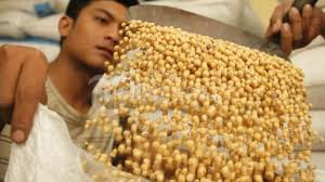 Kacang merah memiliki beberapa jenis varietas, diantaranya ialah kacang adzuki (kacang merah kecil), red bean, dan jenis kidney bean (kacang merah ukuran besar). Banyuwangi Daerah Percontohan Produksi Kedelai Varietas Unggul Baru Tribunnews Com Mobile
