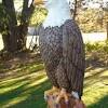 The eagle head captures the essence of the majestic bird of prey. 1