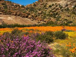 The atacama desert is experiencing a rare springtime bloom of flowers after the heaviest rainfall in two decades earlier this year, caused by el niño weather system. Desert Bloom Wikipedia