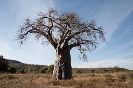 Image result for Adansonia digitata
