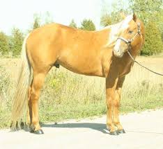 Profiel voor Walter Harmon Reed