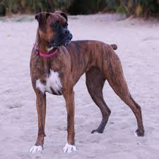 Active, affectionate, loyal, intelligent, alert this could sometimes vary based on the gender; About Boxers West Coast Boxer Rescue