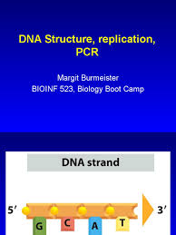 Dna replication is a complicated science involving. D2l3 Dna Structure Replication Pcr 2019 Pptx Dna Replication Directionality Molecular Biology