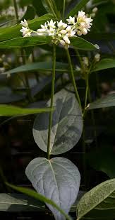 Image result for Vincetoxicum sylvaticum